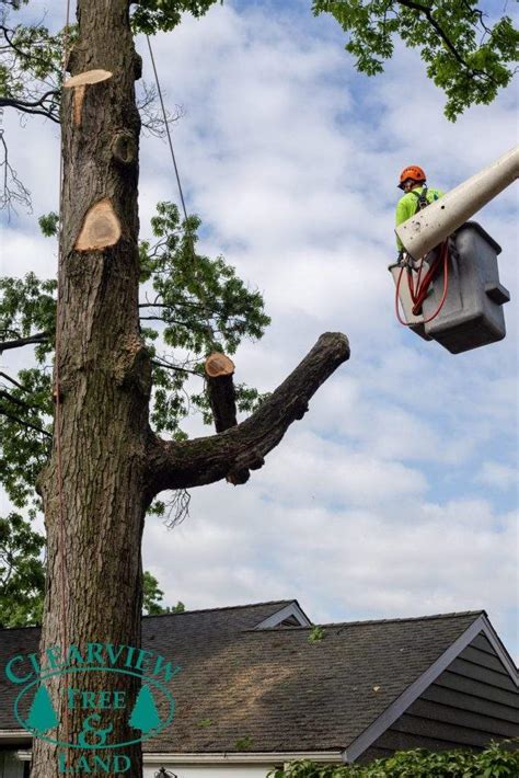 Tree Removal In New York And Long Island Ny Clearview Tree And Land