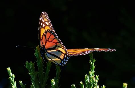 1920x1080 Wallpaper Monarch Butterfly Peakpx