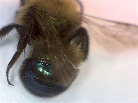 Burrowing Bees Genus Andrena Foothill Sierra Pest Control