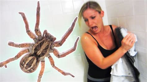 Extreme Spider Scare Youtube