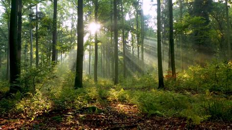 Royalty Free Beautiful Sunlight In The Forest 1060516912 Stock Video