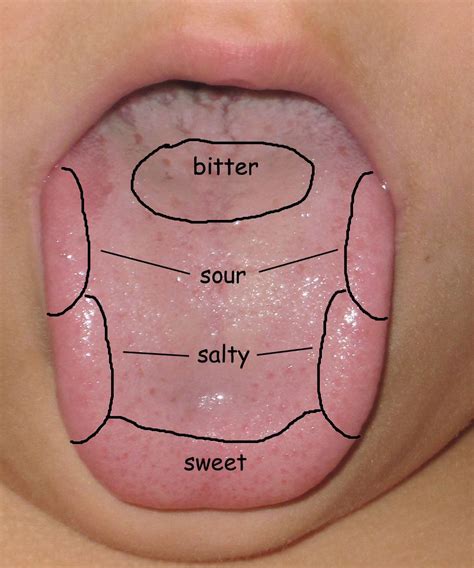 Best 25 Tongue Taste Buds Ideas On Pinterest Taste Buds On Tongue