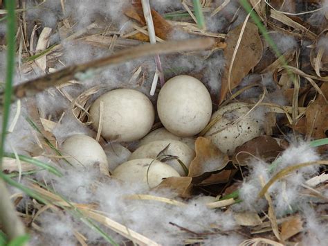 Muscovy Duck Eggs Flickr Photo Sharing