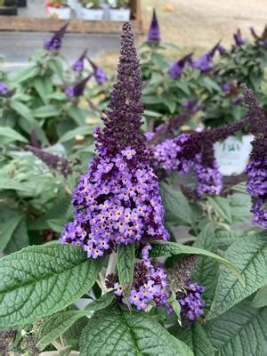 A prolific bloomer with incredibly dense spikes of fragrant true blue clusters that bloom in summer attract. Buddleia 'Pugster Blue® (PP28794)' Butterfly Bush from ...
