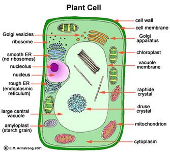 The lesson covers all important questions based on cell structure and function. Plant Cells - AP Biology- Cell Structure