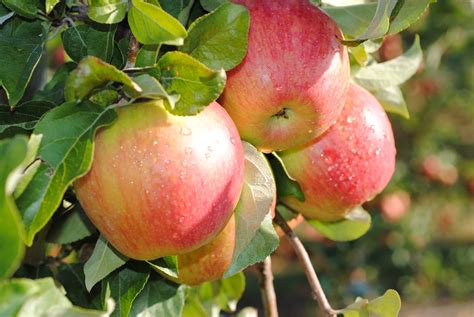 Honeycrisp Apples — Davison Orchards