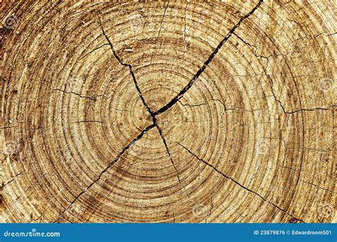Abstract Wood Spiral Stock Photo Image Of Abstract Center 23879876