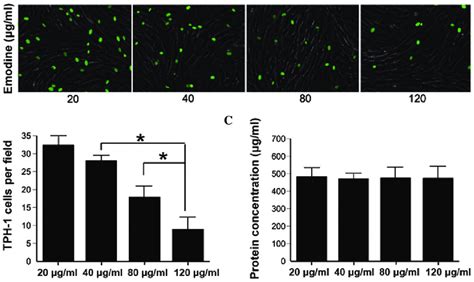 Attenuation Of Adhesion Of The Thp 1 Human Acute Monocytic Leukemia