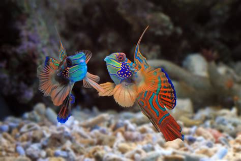 Mandarin Fish Dragonet Facts Care And Breeding Guide Fish Informer
