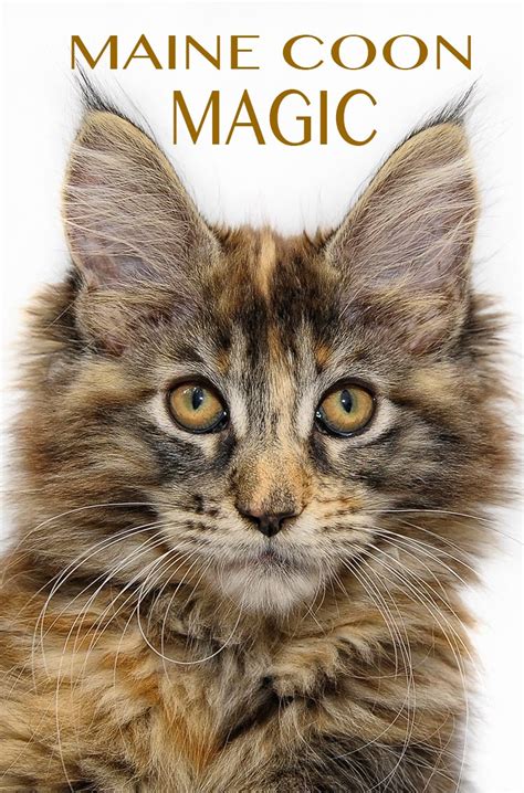 Solid colors (blue, black, cream, red and white). Maine Coon Cats - The Happy Cat Site