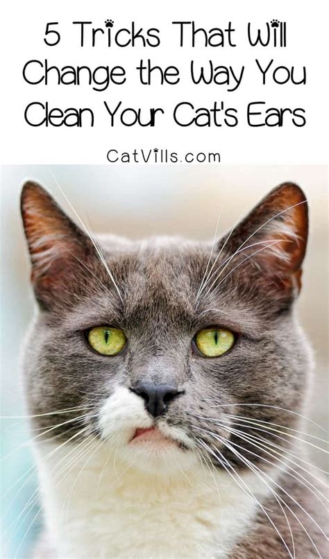 What's the proper way to keep your ears clean? How to Clean Cat Ears: 5 Tricks That Will Make It Easy ...