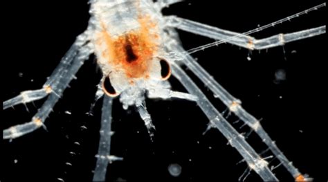 These Microscopic Sea Creatures Are The Wildest Thing Youll See Today