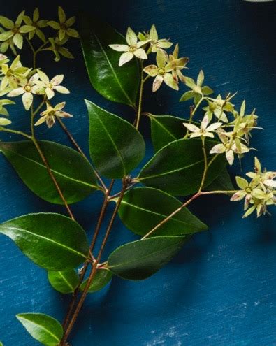 Other common names are sweet verbena tree, sweet verbena myrtle, lemon scented verbena. Lemon myrtle is a bush tucker herb favoured for its ...