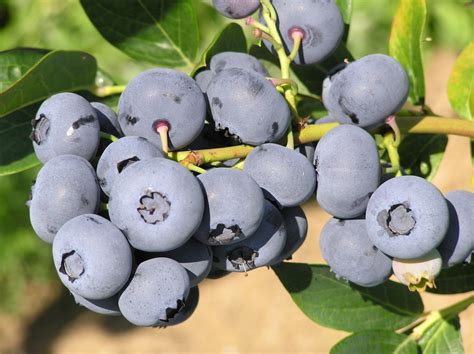All About Blueberries Bc Farm Fresh