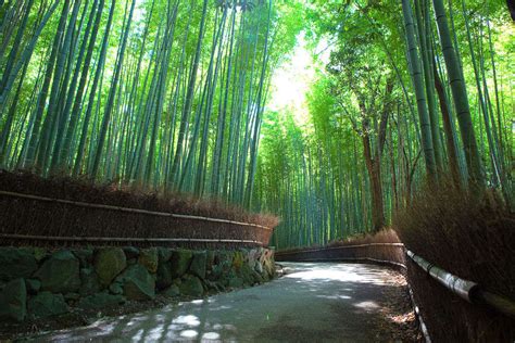 Forest In Kyoto Exploring The Alluring World Of The Arashiyama Bamboo