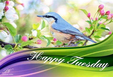 Happy Tuesday Enjoy Nature Hear The Bird Tweeting Happy Tuesday