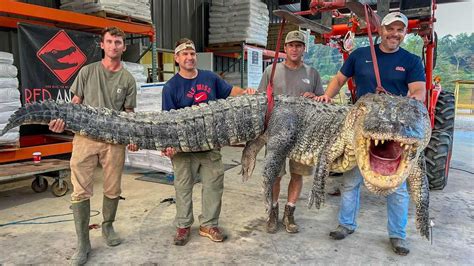 Hunters Reel In Mississippi Record With Huge Alligator