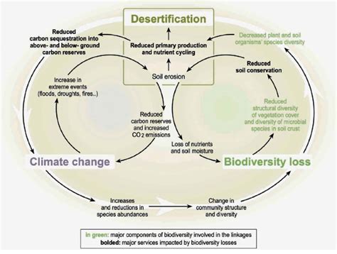 Linkages And Feedback Loops Among Biodiversity Loss Climate Change And