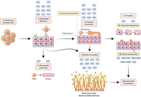 Molecular Pathogenesis Of Candida Spp And Planktonic Candida