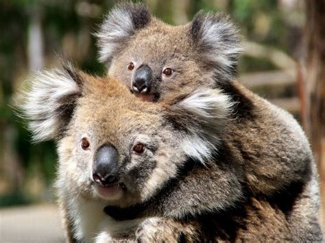 Mother And Baby Koala Australia Photograph By Vijai Kalathur Your