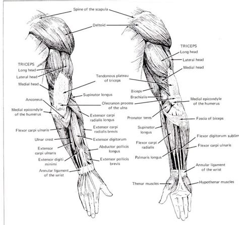 Complete Human Muscle Diagrams 2019 101 Diagrams