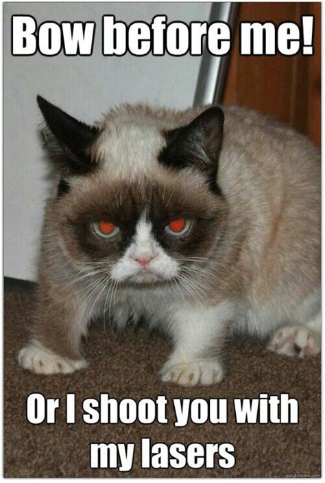 77 Best Mean Cat Images On Pinterest Funny Things Funny