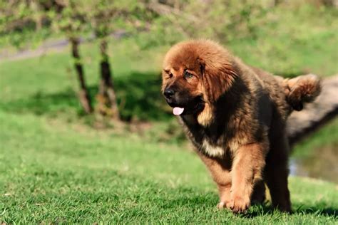 Tibetan Mastiff All About Dogs Orvis