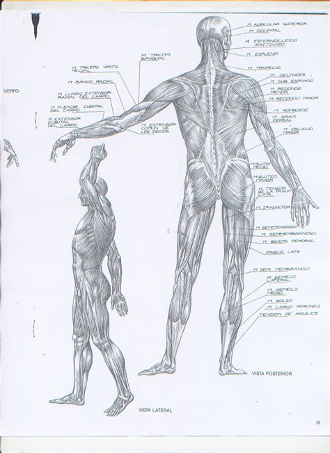 Tecnicas De Dibujo Figura Humana Anatomia 2