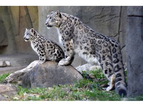 Snow Leopard Cubs Make Public Debut At Brookfield Zoo La