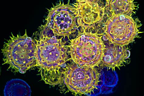 Life Magnified Shows Off The Wonders Of The Cell Nbc News
