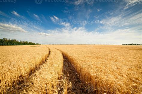 Golden Wheat Field With Blue Sky In Background 1353729 Stock Photo At