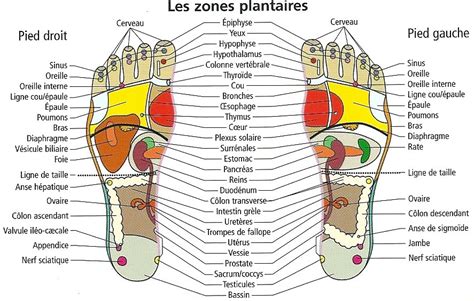 La Réflexologie Plantaire Réflexo Equilibre Catherine Giniès Réflexologue à Lyon