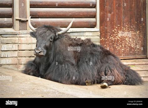 Wild Yak Bos Mutus Resting Stock Photo Alamy