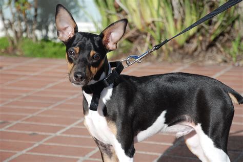 Toy Fox Terrier Pictures Information Temperament Characteristics