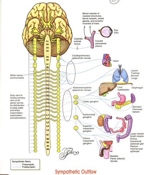 The Autonomic Nervous System Neuropedia
