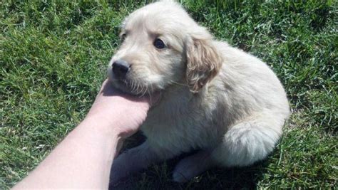 Recycler.com is the #1 local classified ads site for thousands of used cars, pets, electronics, real estate, jobs and more. Purebred Golden Retriever Puppies for Sale in Seattle ...