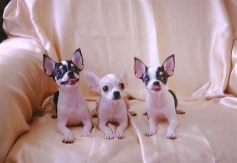 It is a 501c3 non profit organization started in 200. Chihuahua Puppies For Sale | Houston, TX #104779 | Petzlover