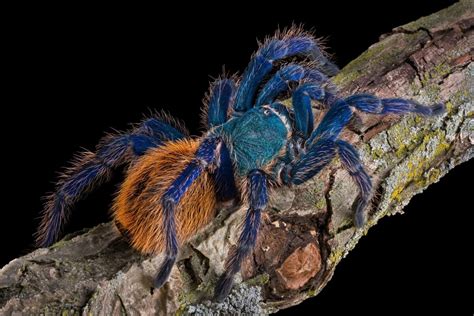 The cobalt blue tarantula is considered a medium size tarantula with a leg span of approximately thirteen centimeters or five inches, roughly the size of a dinner plate. Keeping Exotic Pets - Reptiles, Amphibians & Invertebrates