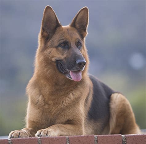 German Shepherd Dog Breeds A To Z The Kennel Club