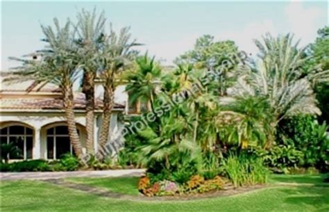 #2 numerous wonderful texas singles: Medjool Date Palm Trees For Sale In Houston Texas - Buy ...