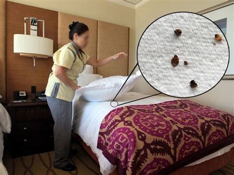 Hotel Housekeeping On The Front Lines In The War Against Bed Bugs