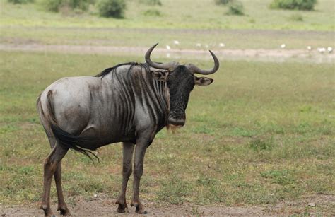Wildebeest The Biggest Animals Kingdom