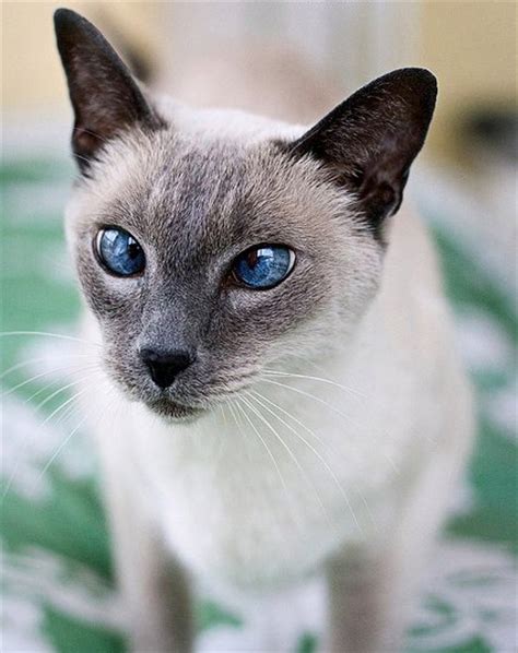 Do Siamese Cats Have Eye Problems Poc