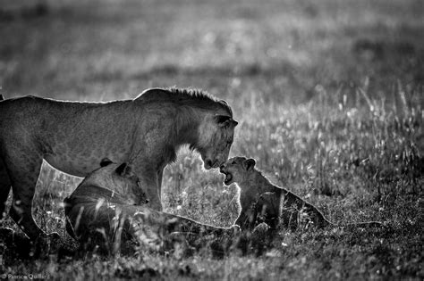 Celebrating Africas Wild Babies With Families Africa Geographic