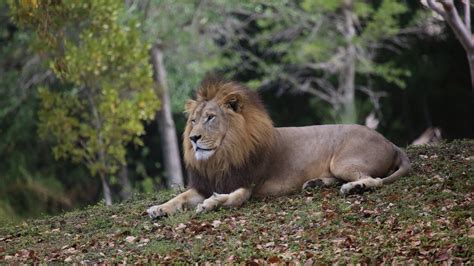 Vector group of an lion head design on black background. Wallpaper lion, mane, big cat, predator hd, picture, image