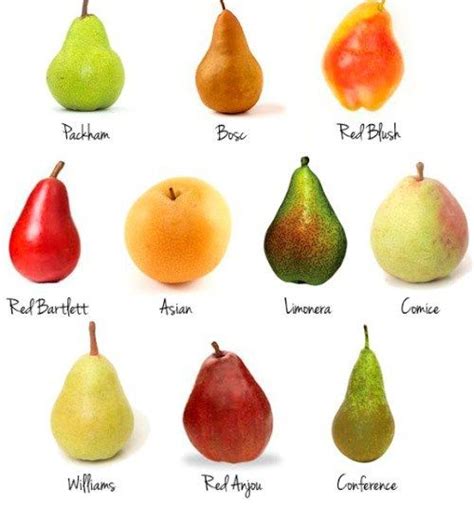 Diagram Of Different Types Of Pears Or Cheese And Pear Pairing Pear Fruit Fruit Types Of Fruit