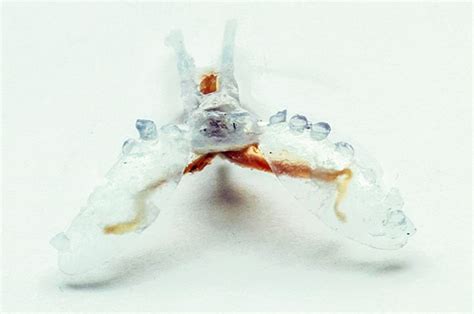 3d Printed Biorobots Powered By Sea Slug Muscles Extrahw