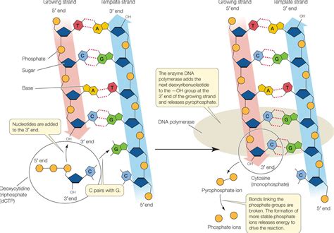 Phosphodiester bonds are used to attach nucleotides in dna and rna. hillis2e_ch09
