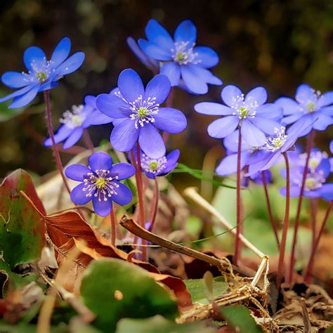 Blue Spring Flowers Wallpapers Wallpaper Cave