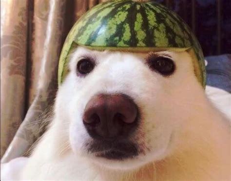 Psbattle Dog With Watermelon Hat Fotografías Divertidas De Animales